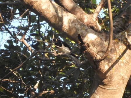 gralha-cancã (Cyanocorax cyanopogon)